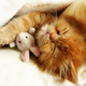 Illustration for article titled 10 Photos Of Animals With Stuffed Animals
